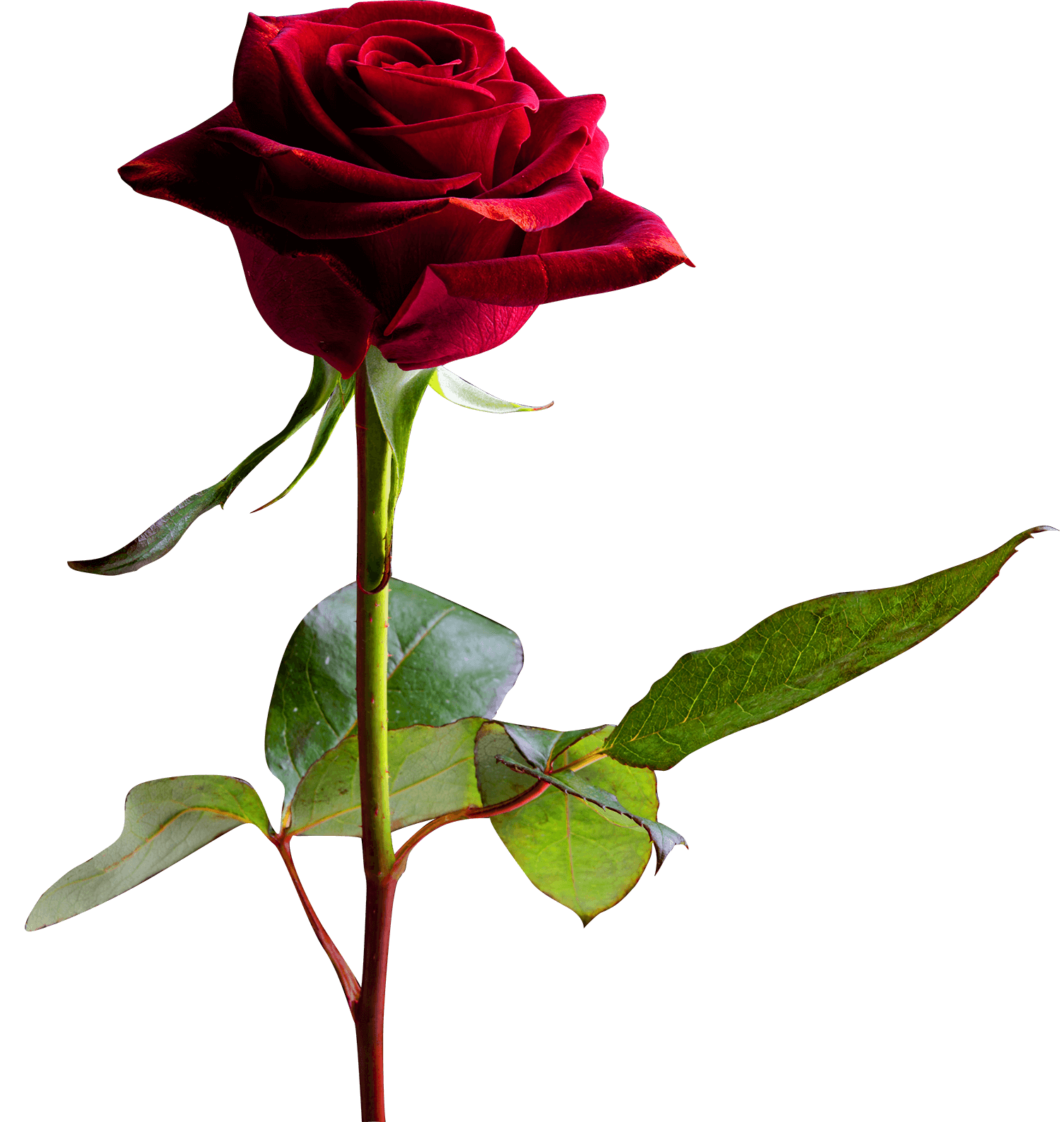 Rose PNG